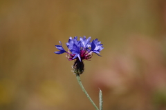 Centaurea depressa