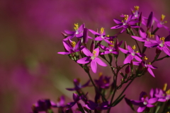 Centaurium grandiflorum
