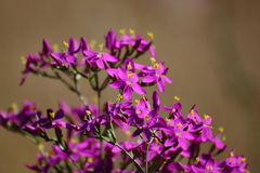 Centaurium grandiflorum