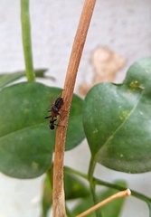 Myrmarachne melanocephala