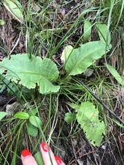 Primula veris