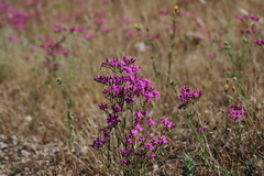Centaurium grandiflorum