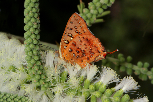 Eastern Scarlet
