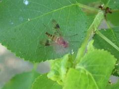Chrysopilus nubecula