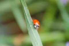 Coccinella septempunctata