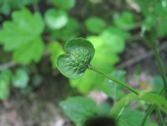 Pachyphragma macrophyllum