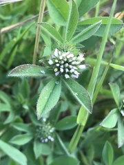 Trifolium squamosum