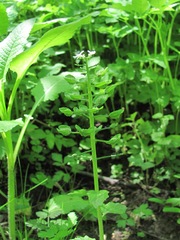 Pachyphragma macrophyllum