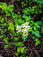 Microglossa mespilifolia