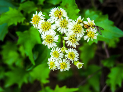 Microglossa mespilifolia