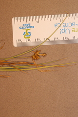 Carex cryptolepis