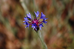 Centaurea depressa
