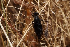 Dasypogon