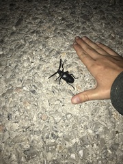 Prionus besikanus