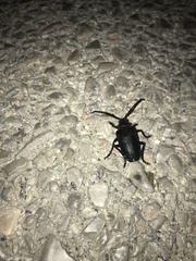 Prionus besikanus