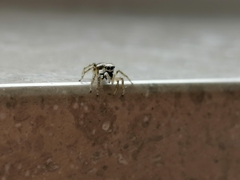 Salticidae