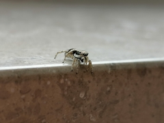 Salticidae
