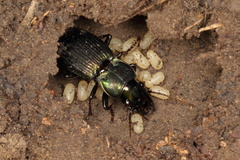 Megadromus capito