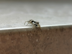 Salticidae