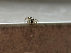Salticidae