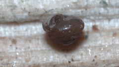 Euconulus