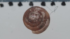 Euconulus
