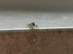 Salticidae