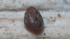 Euconulus