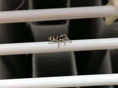 Salticidae