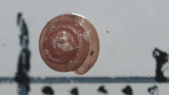 Euconulus