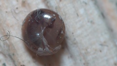 Euconulus