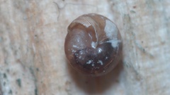 Euconulus