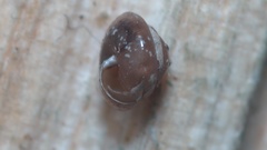 Euconulus