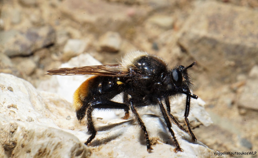 Laphria auriflua