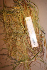 Carex gracillima