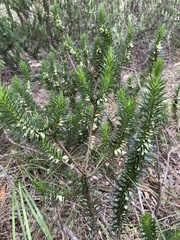 Melichrus adpressus