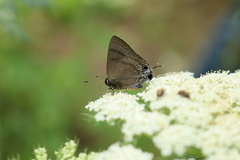 Rapala varuna formosana