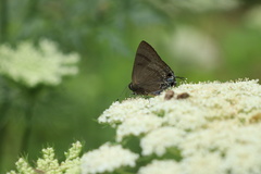 Rapala varuna formosana