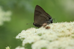 Rapala varuna formosana