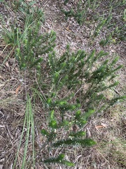 Melichrus adpressus