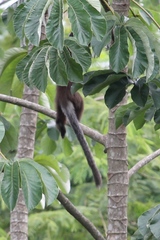 Plecturocebus donacophilus