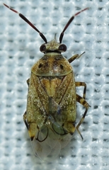 Eurystylus bellevoyei