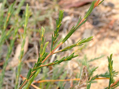 Melaleuca decussata