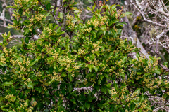 Homalium rufescens
