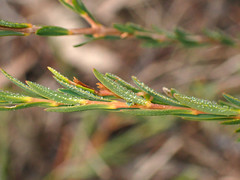 Melaleuca decussata