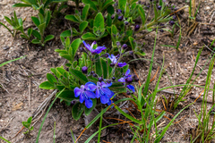 Rotheca myricoides