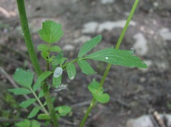Cardamine tenera