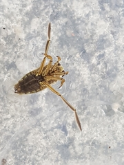 Notonecta meridionalis