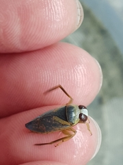 Notonecta meridionalis