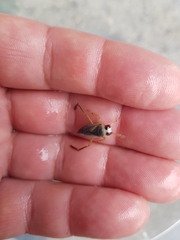 Notonecta meridionalis